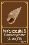 Multipunctatus織紋螺