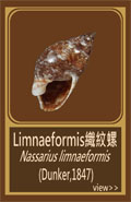 Limnaeformis織紋螺