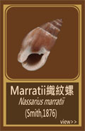 Marratii織紋螺