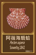 阿蓓海扇蛤