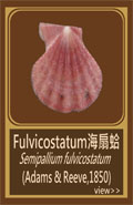 Fulvicostatum海扇蛤