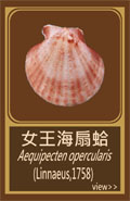 女王海扇蛤