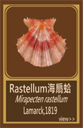 Rastellum海扇蛤