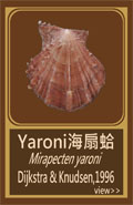 Yaroni海扇蛤
