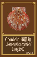 Coudeini海扇蛤