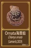 Ornata海扇蛤