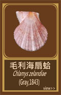 毛利海扇蛤