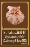 Bullatus海扇蛤