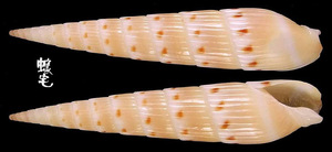 花筍螺 Hastula strigilata 3