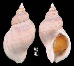 龍骨岩螺 Trochia cingulata 2