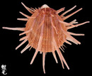 猩猩海菊蛤5