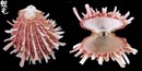 山羊海菊蛤3