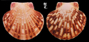 瑪卡莎海扇蛤1