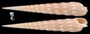 大斑筍螺 Terebra guttata 1