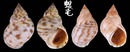 波紋玉黍螺 Littorina undulata 4