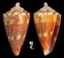 小牛芋螺 Conus vitulinus1