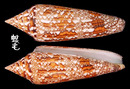 孟加拉芋螺 Conus bengalensi 1