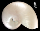 鸚鵡螺 Nautilus pompilius 5