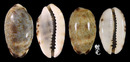 李斯特寶螺 Cypraea listeri 3