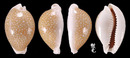 初雪寶螺 Cypraea miliaris 4